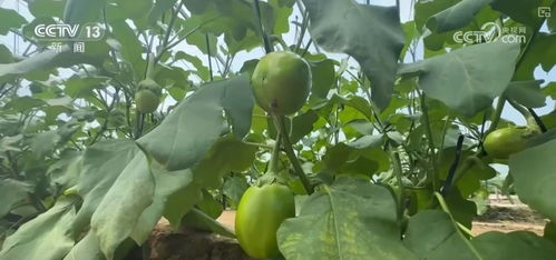 蔬菜买全国、卖全国 价格回落彰显菜篮子稳产保供的坚实基础