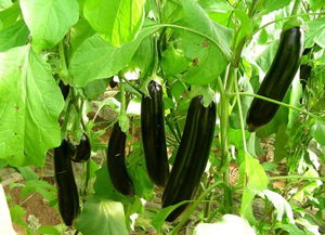 蔬菜茄子施肥五大原则 科学用肥，高效增产